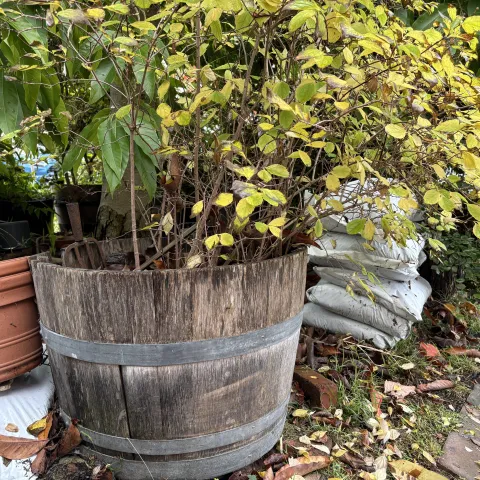 planted wine barrel with compost bags and planting pots nearby