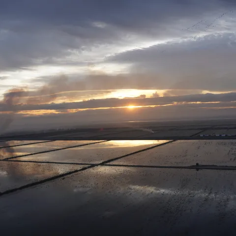 Winter flooded rice fields and one field burning against the sunset