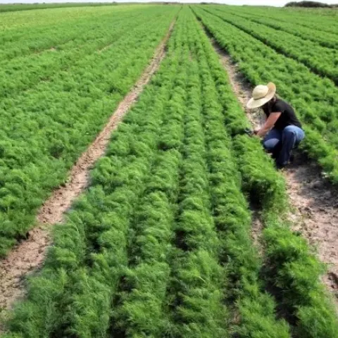 Cultivo de cilantro.