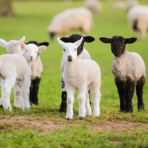 Lambing School at the UC Hopland REC January 16-18 2026