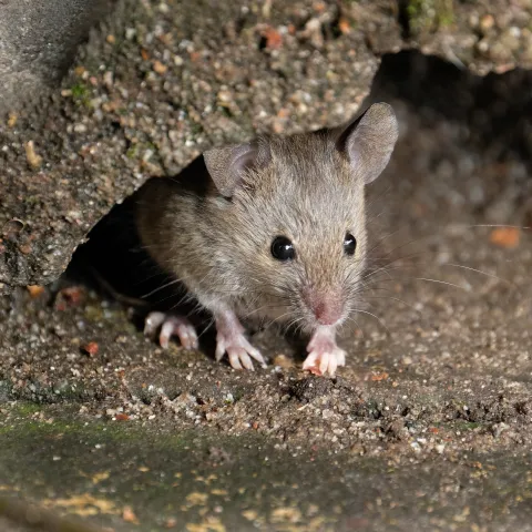 A small brown mouse poking it's head and front paws out from a hole in the ground. 