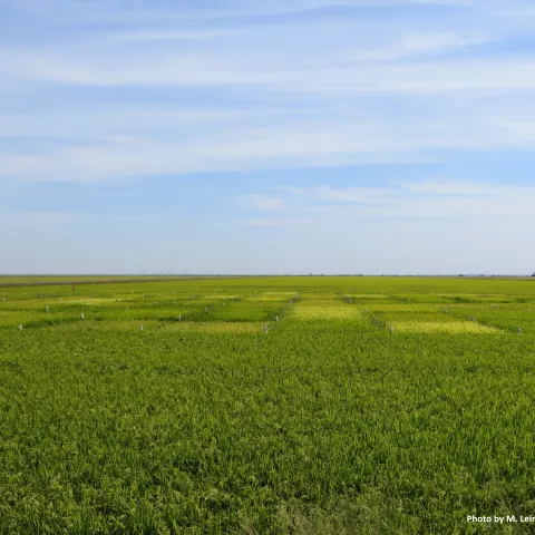 Delta rice variety trial plots