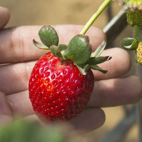 This Month In The Garden – November 2025