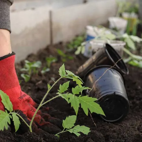 Busy Gardener – Month to Month - Mission Viejo