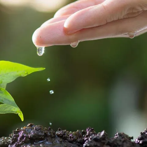 Busy Gardener – Month to Month – Zoom Encore