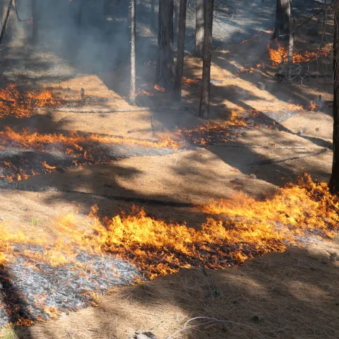 Lines of fire burn through a carpet of dried pine needles on a forest floor