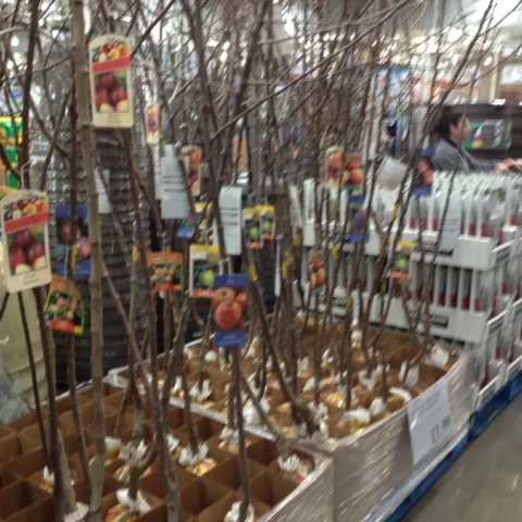 bare root; ucanr blog