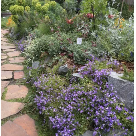 beautiful garden picture