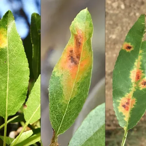 Three leaves with large, yellow-orange blotches that turn reddish-brown in their center