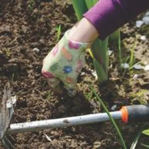 garden cleanup