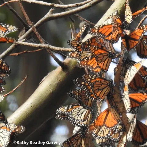Overwintering monarchs at Natural Bridges, Santa Cruz. (Photo by Kathy Keatley Garvey)