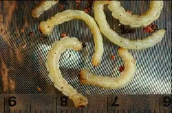 Mature GSOB Larvae