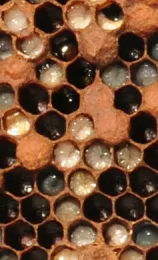 Close-up of larvae. (Photo by Kathy Keatley Garvey)