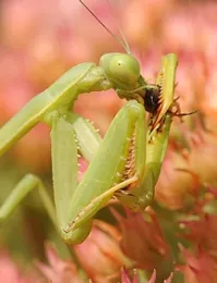 It's lunch time! (Photo by Kathy Keatley Garvey)