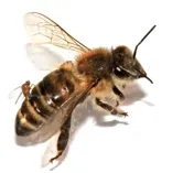 Parasitic fly laying eggs in honey bee. (PLoS Journal)