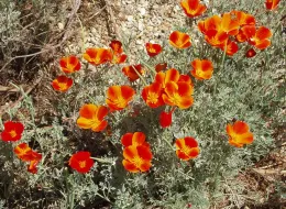Flowers photo poppies