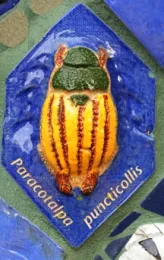 Shining chafer beetle is an adoptee. (Photo by Kathy Keatley Garvey)