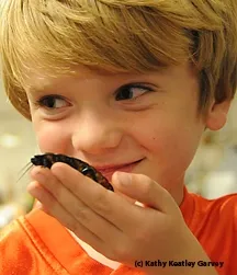Mick Dunning of Davis with a Madagascar hissing cockroach from the Bohart Museum. (Photo by Kathy Keatley Garvey)