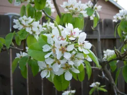 Pear blossom