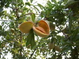 Almond