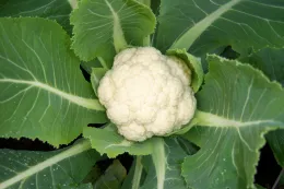 Cauliflower
