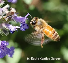 Honey bee in flight. (Photo by Kathy Keatley Garvey)