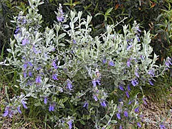 Teucrium
