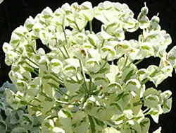 Euphorbia characias 'Tasmanian Tiger'