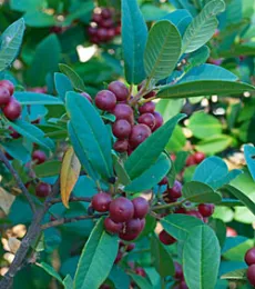 coffeeberry