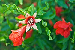 WEL-June-Pomegranate