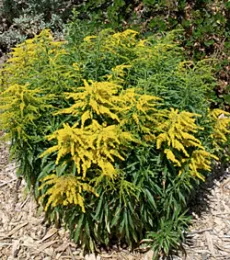 Goldenrod