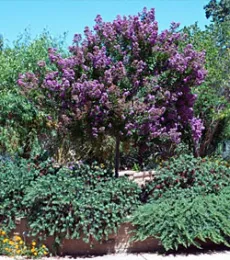 crapemyrtle