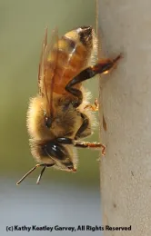 Worker bee. (Photo by Kathy Keatley Garvey)