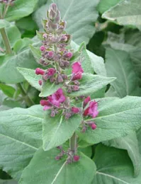 Pitcher Sage