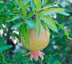 Dwarf Pomegranate