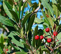 Toyon