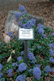 Ceanothus Valley Violet