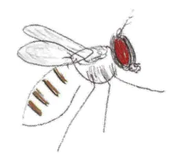 Christiane Nüsslein-Volhard's