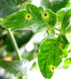 Tomato spotted wilt virus. (Photo courtesy of Diane Ullman)