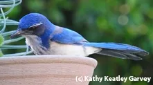 An immature Western scrub jay. (Photo by Kathy Keatley Garvey)
