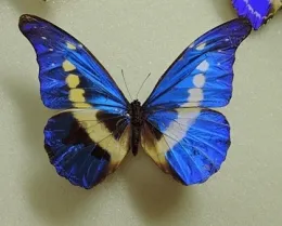 Morpho cypress cyanide butterfly. (Photo by Kathy Keatley Garvey)