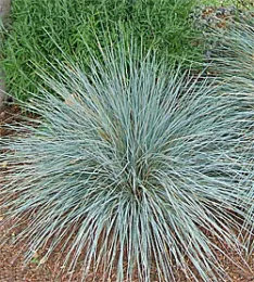 blueOatGrass