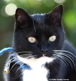 Xena the Warrior Princess, Pollinator Partner. (Photo by Kathy Keatley Garvey)