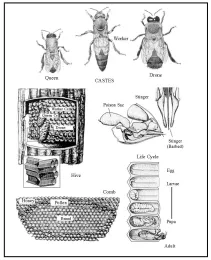 Honey Bee (Apis millifera) (courtesy Winston, Biology of the Honey Bee, 1987) (Retrieved from Arthropids of Public Health Significance in California,