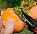 'Fuyu' persimmon