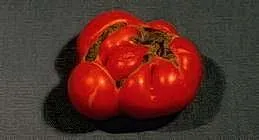 Catfacing on ripe tomato