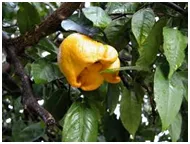 Lemon affected by citrus bud mite