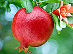 Pomegranate