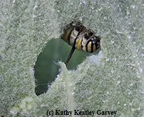 Peek-a-boo! Monarch caterpillar at work. (Photo by Kathy Keatley Garvey)