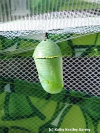 Monarch chrysalis. (Photo by Kathy Keatley Garvey)